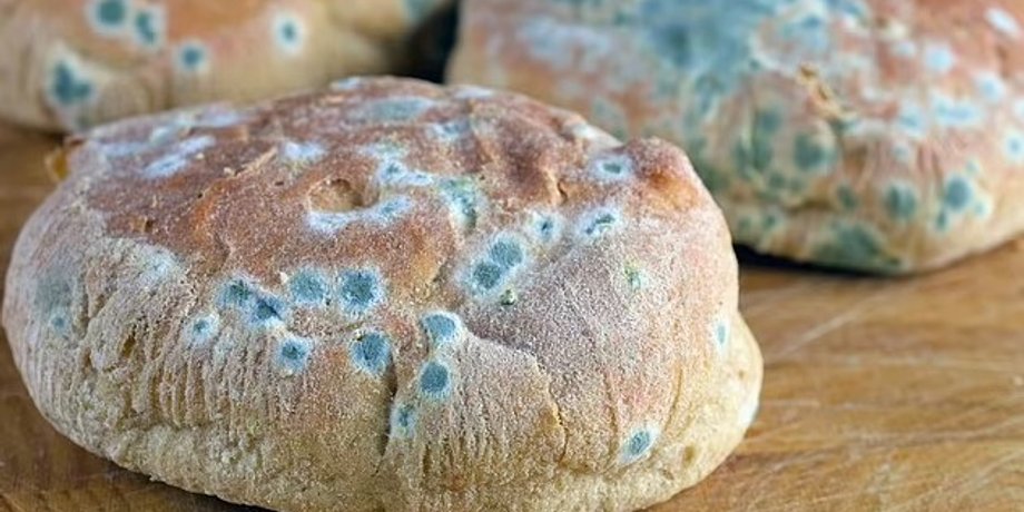 плесень, продукты плесень, плесень на продуктах