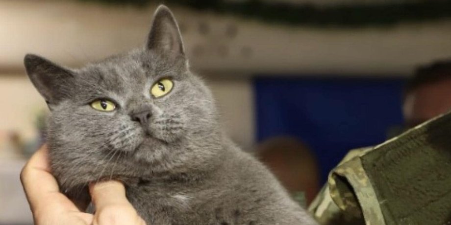 Кіт, коти, талісман, кіт талісман, ДПСУ, прикордонники, Держприкордонслужба, прикордонна служба