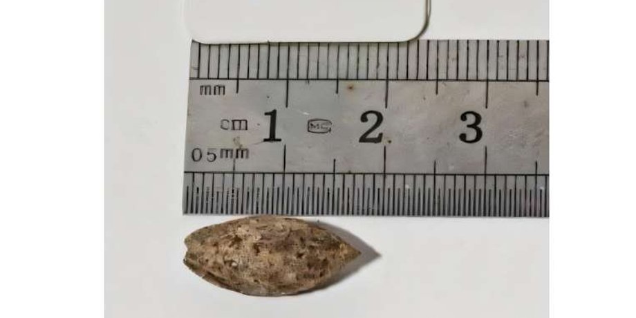растение, Commiphora, Коммифора, исследование, семя, ученые, пещера, Израиль, Библия