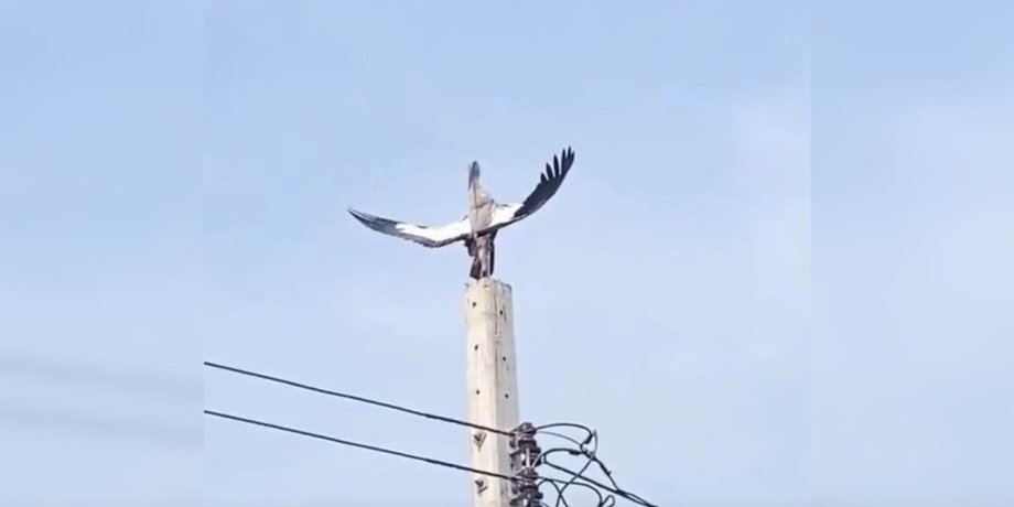 аист, крылья, птица