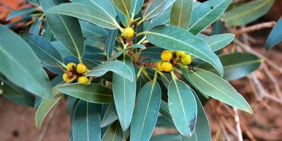Ficus desertorum, пустельний інжир, новий вид, Австралія, Улуру