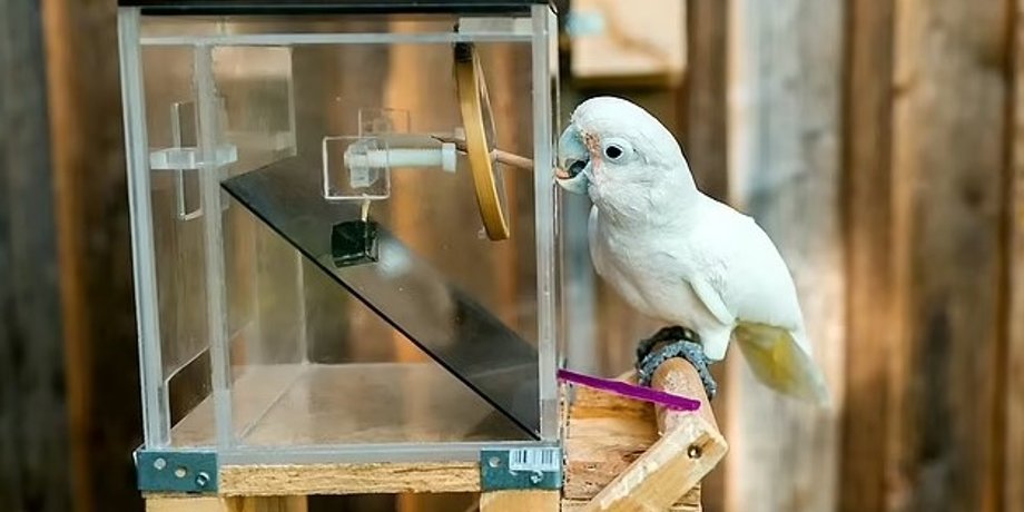 какаду