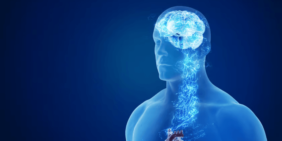 исследование, организм, нерв, нервная система, как восстановить нервную систему, как восстановить нервные клетки, восстанавливаются ли нервные клетки, белок, аксон, клетка