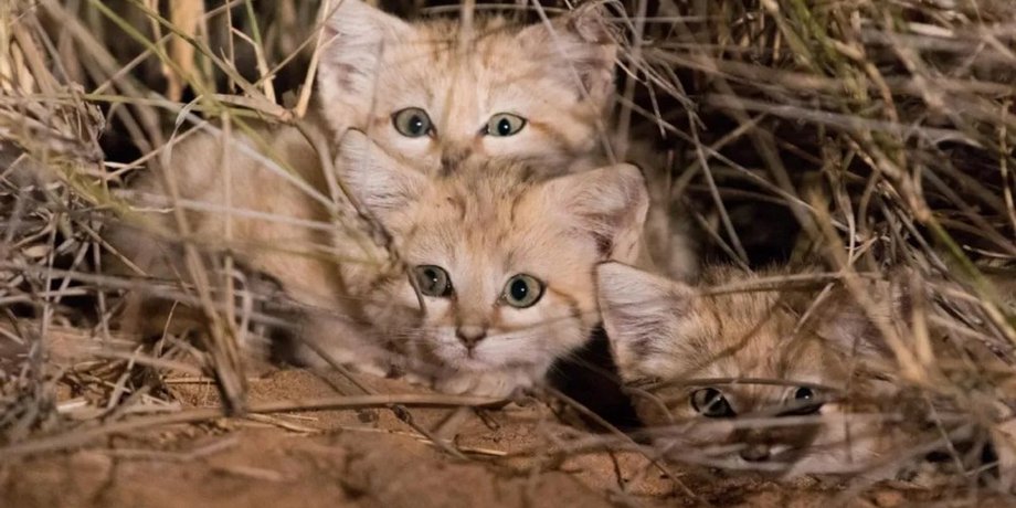 коты, кот, песчаные коты, барханный кот, открытия, дикие коты, кочевой образ жизни, осадки, ареал распространения