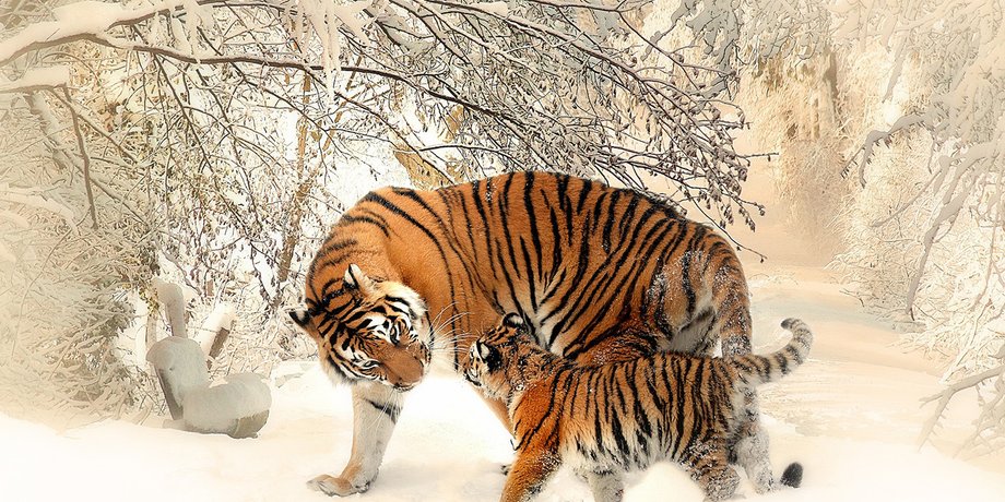 Фото пользователя Sponchia на Pixabay