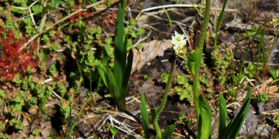 Triantha occidentalis