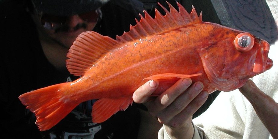 Морской окунь
