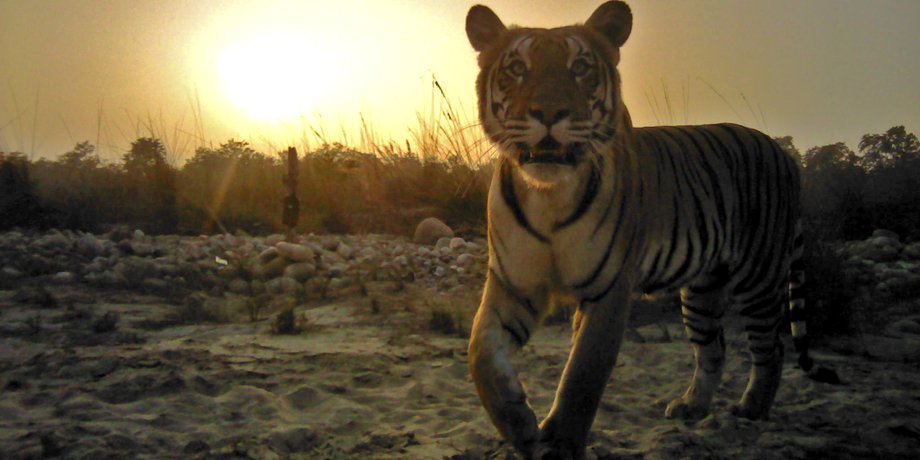 DNPWC/WWF Nepal