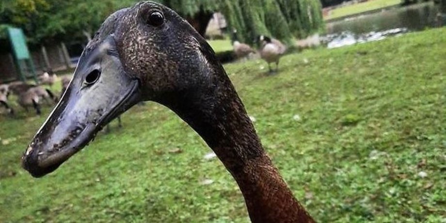 Long boi, качка