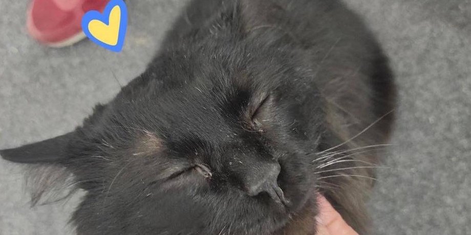 врятований кіт, порятунок кота, кіт біггі, київська область, горенка, російська окупація