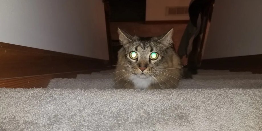 глаза кошек