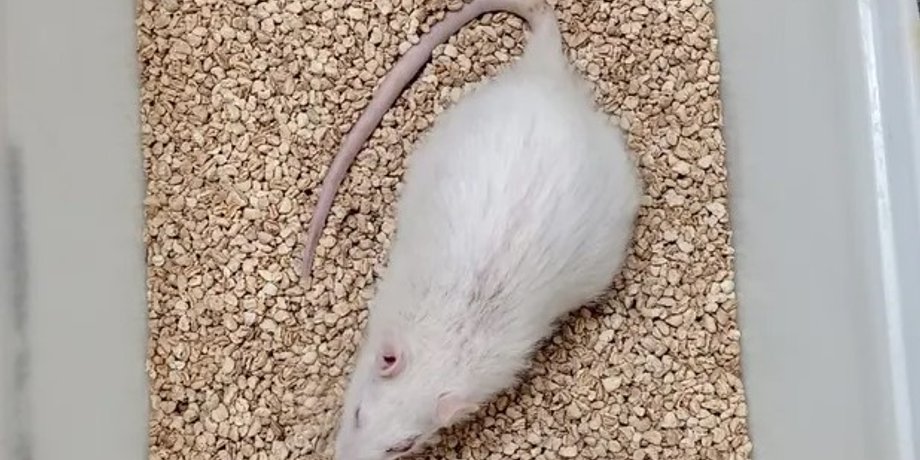 щур сима