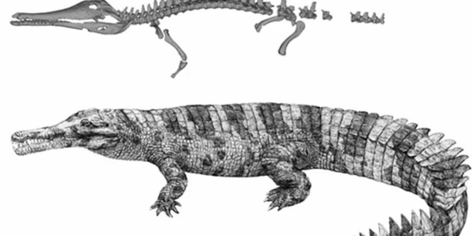 Hanyusuchus sinensis, гавиал, крокодил, новый вид