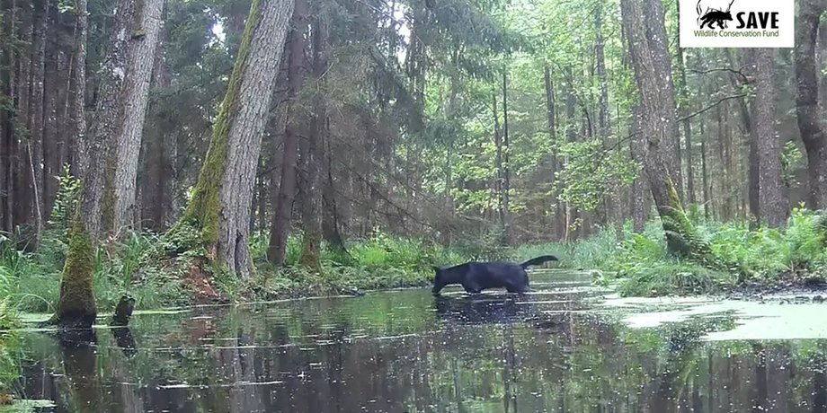 волки, волки в польше, польша волки