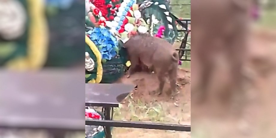 свиня, коадбище, могила, СВО