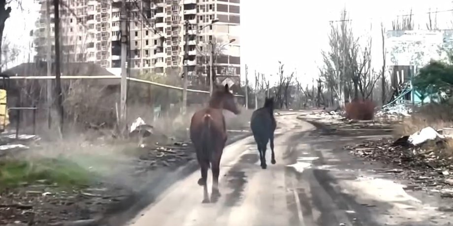 Кони под Авдеевкой, Белые ангелы Авдеевка, Авдеевка бои, Авдеевка атаки РФ, Авдеевка обстрелы РФ