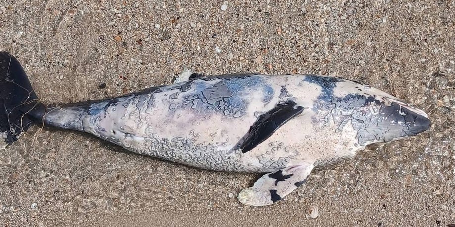 в чорному морі гинуть дельфіни через війну