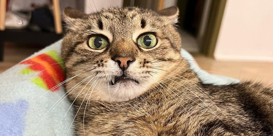 кот степан