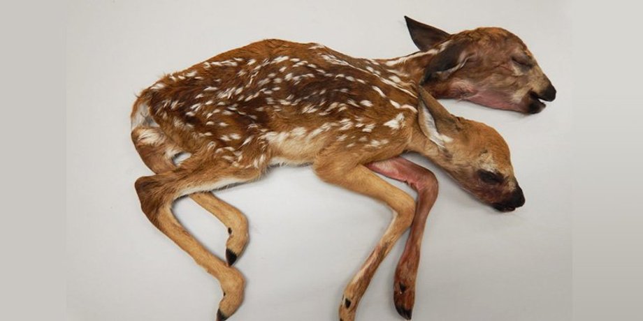 Фото: sciencealert.com