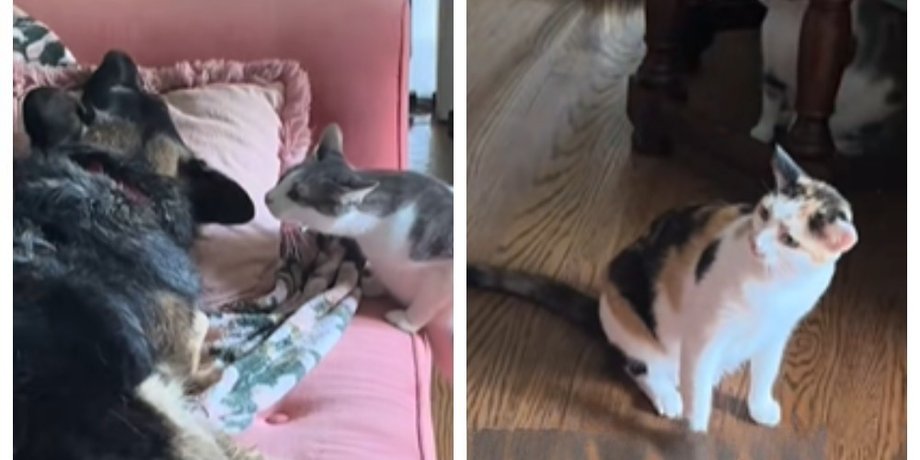 собака і коти
