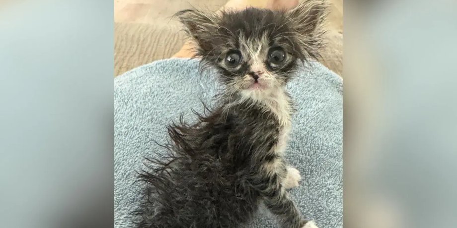 кошеня