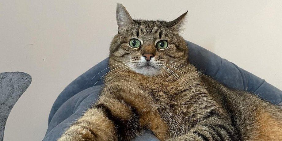 Valentino, кот, кот степан, знаменитый кот, коты инстаграма