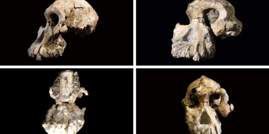Фото: Cleveland Museum of Natural History