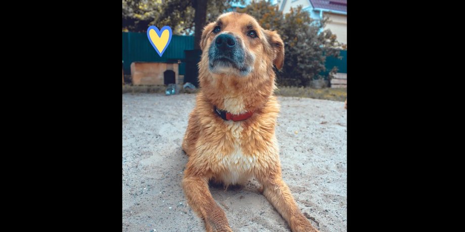 Пес Лис