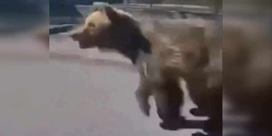 Нападение медведя в Словакии
