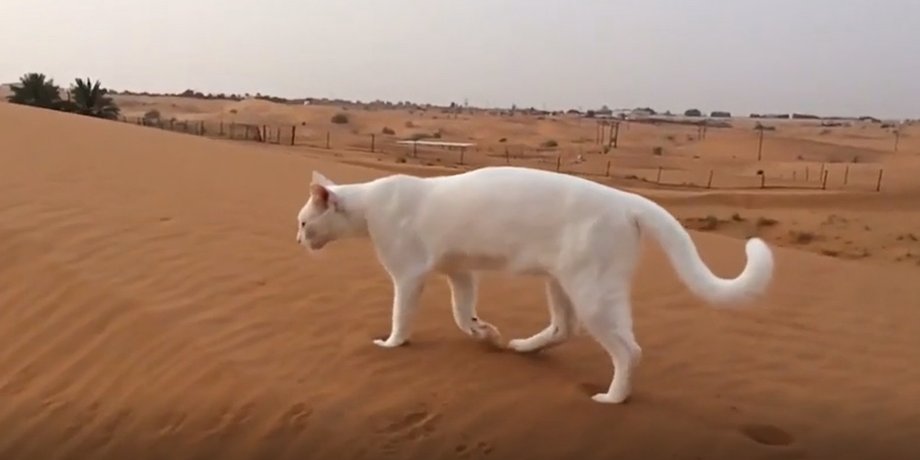 кошачья походка, как ходят кошки, кошки
