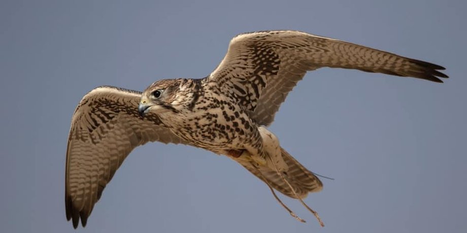 Фото: Saudi Falcon Club