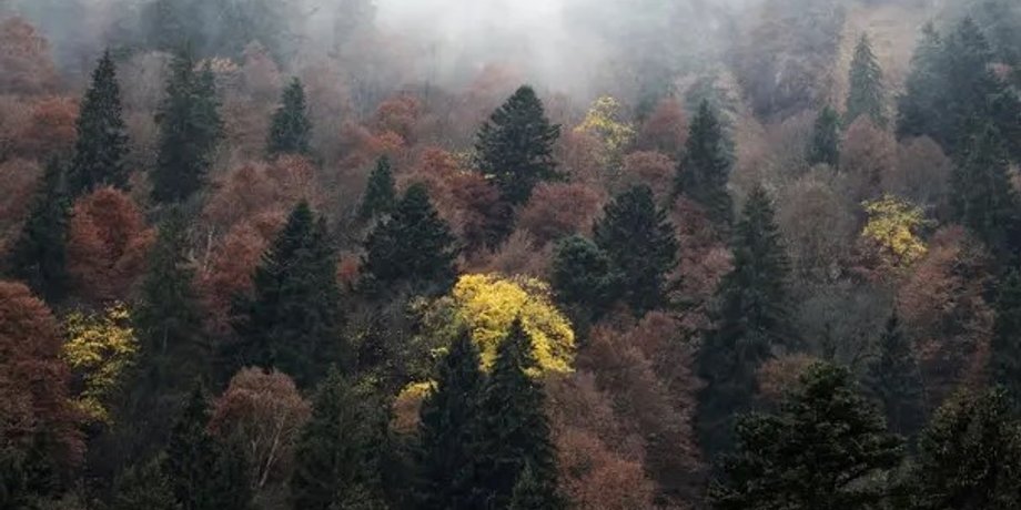 Ліс, дерева