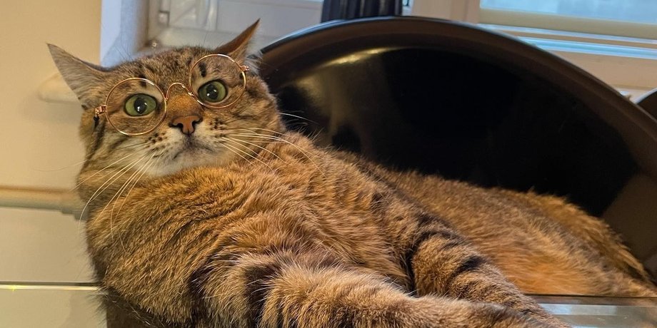 Кот Степан