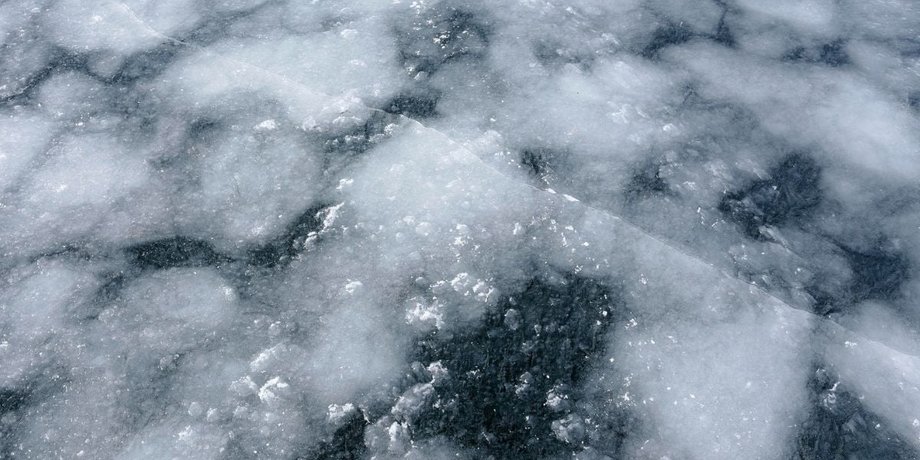 нарвалы в океане