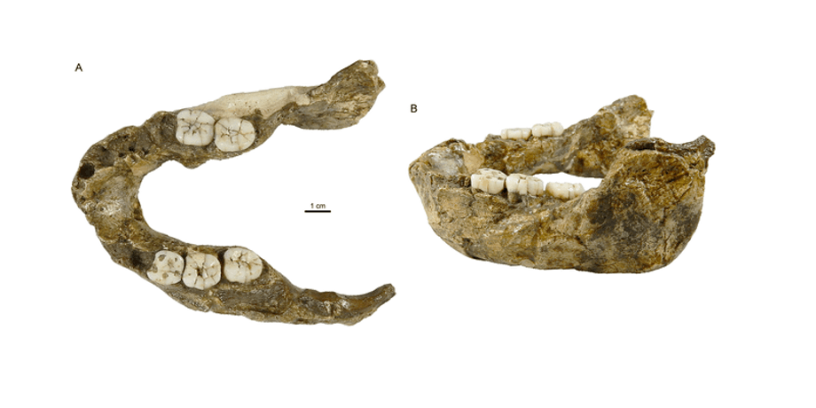 Paranthropus capensis, челюстная кость, окаменелость, вид, горилла, зубы, гоминины, эволюция, SK 15, открытие, Homo