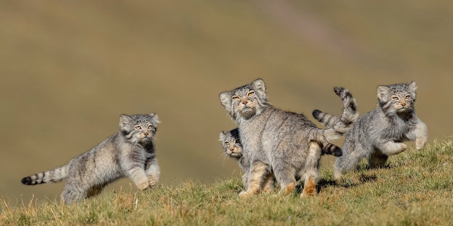 кошки, котята, манул, дикая кошка, породы кошек, манул фото, фото кошек