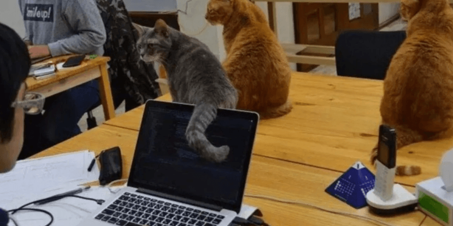 Коти працюють в ІТ-компанії Qnote у Японії