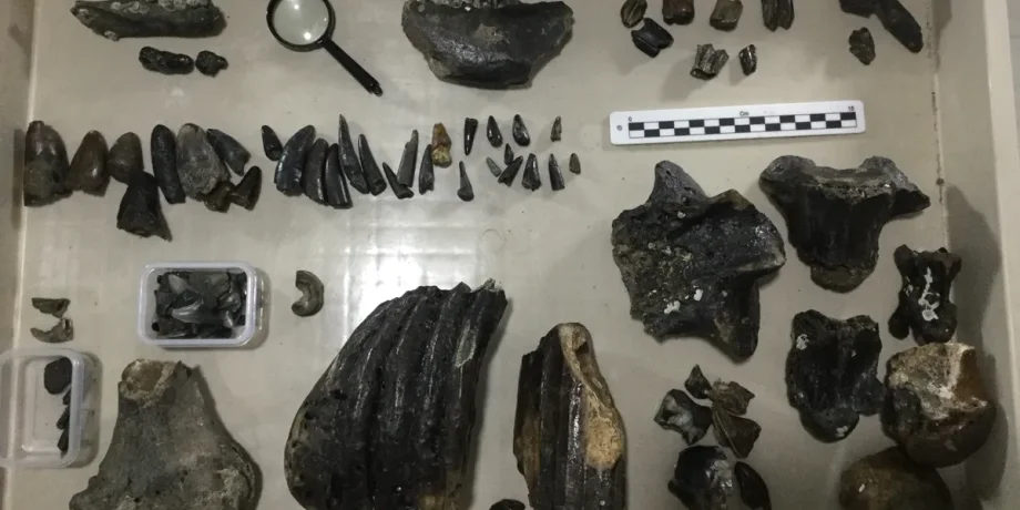 кости окаменелости останки археология археологи история люди