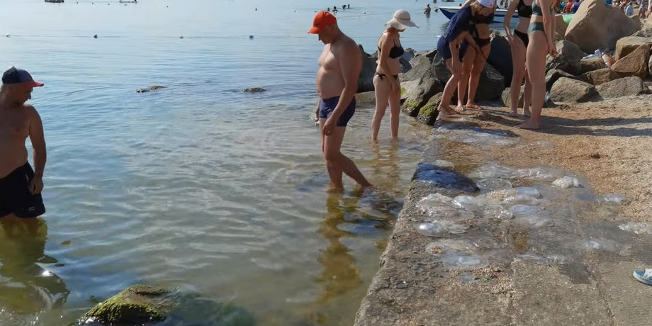 Медузы, Бердянск