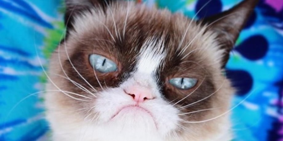 Фото: Instagram/realgrumpycat