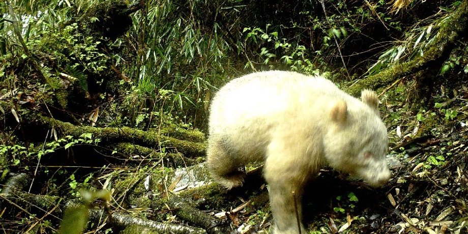 Wolong National Nature Reserve