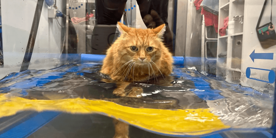 Кот с лишним весом, кот на диете, тренажер для животных, кот на беговой дорожке, домашнее животное, диета для животных,