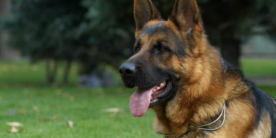 Фото: PetAdvisor