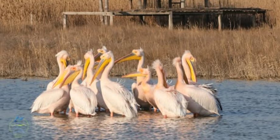 Пеликаны в Украине фото пеликаннов в Украине