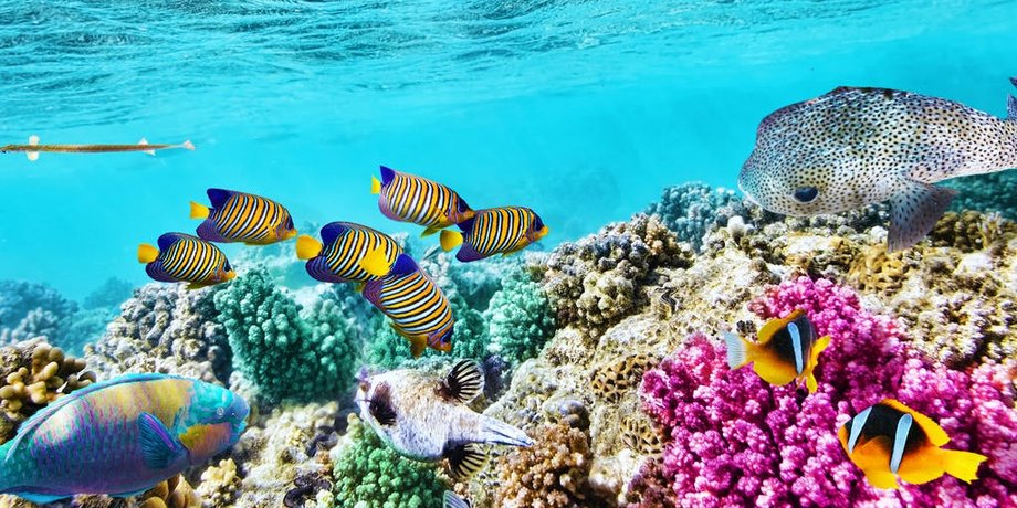 Фото: National Geographic