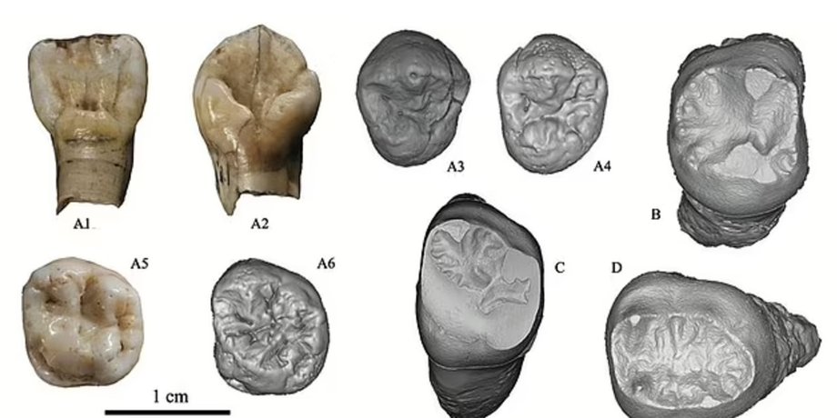Homo juluensis