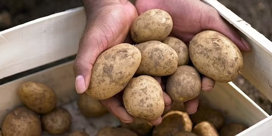 Картофель, цена, овощи, продукты