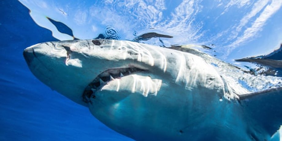 Фото: OneOceanDiving