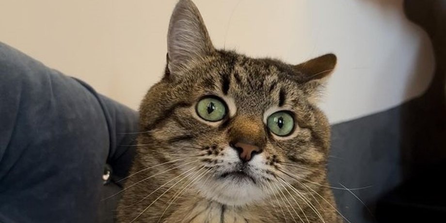 Кот Степан
