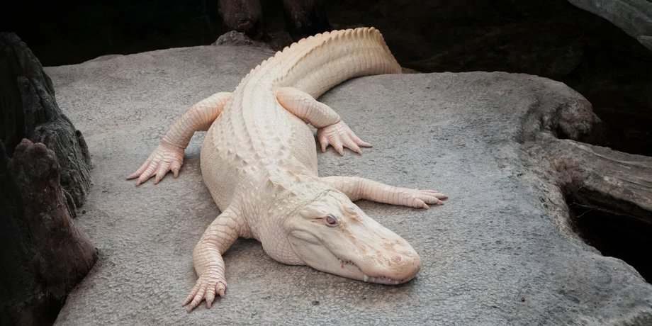 аллигатор альбинос клод
